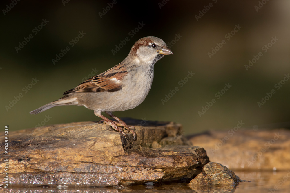 House sparrow on a backyard home feeder House sparrow on a backyard home feeder