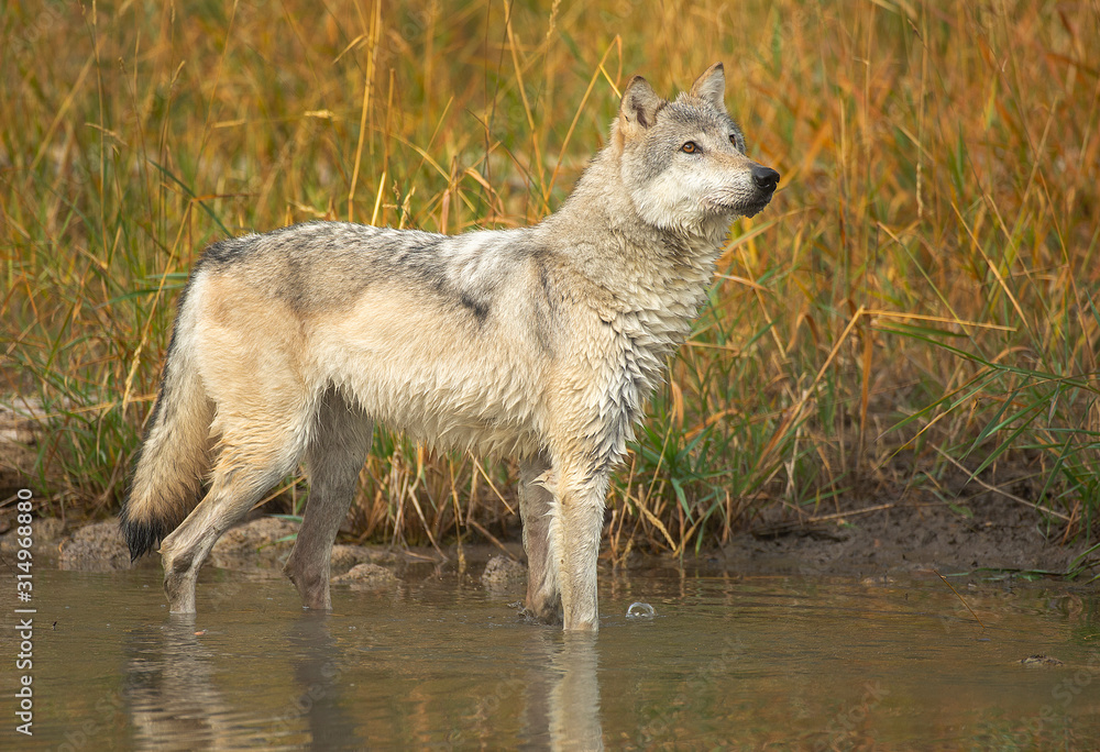 Fototapeta premium Northern Timber Wolf wading in river