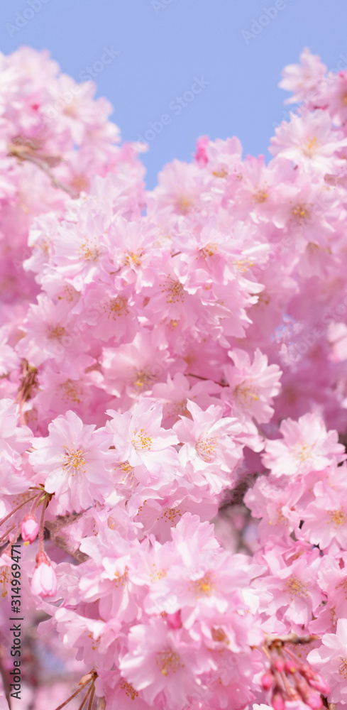 満開の桜の花、枝垂れ桜