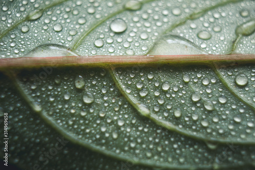 close up of beautiful green leaf texture with dew water photo