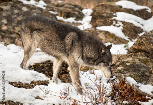 Northern Timber Wolf in the mountains