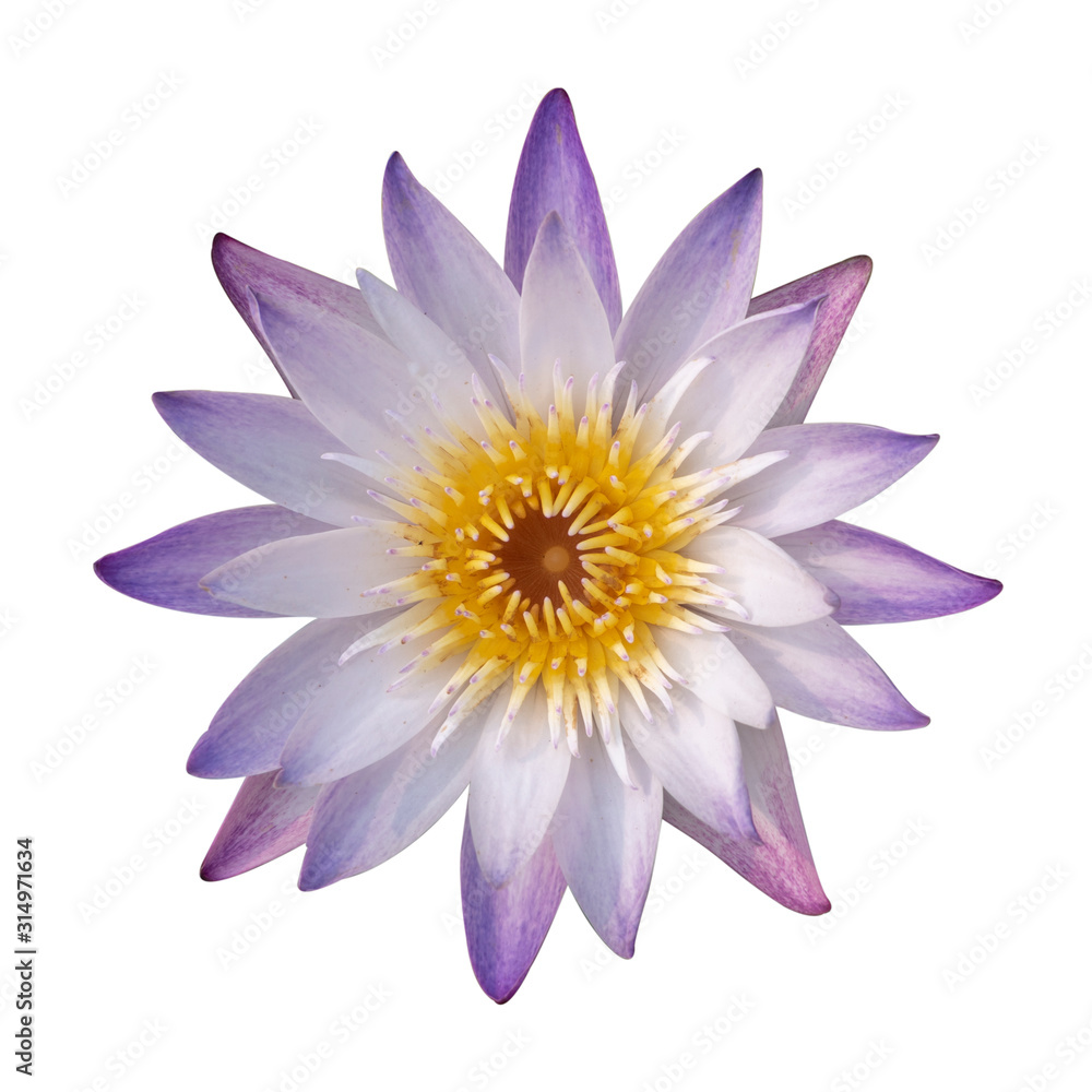 Close up of purple lotus or waterlily flower is blooming isolated on white background.Clipping path included. Close up of purple lotus or waterlily flower is blooming isolated on white background.Clipping path included.