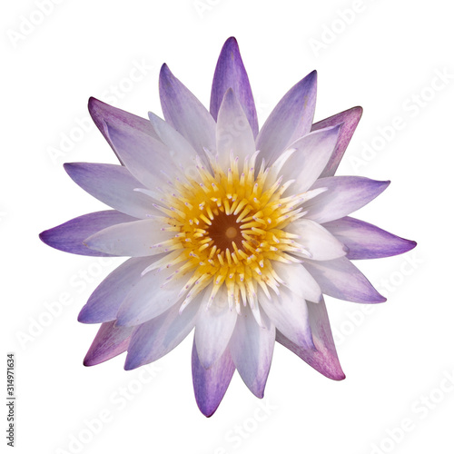 Close up of purple lotus or waterlily flower is blooming isolated on white background.Clipping path included.