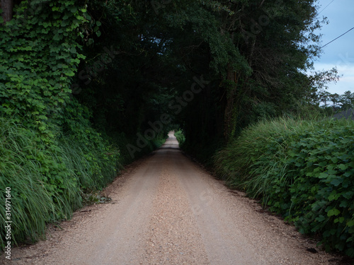 Dirt trail