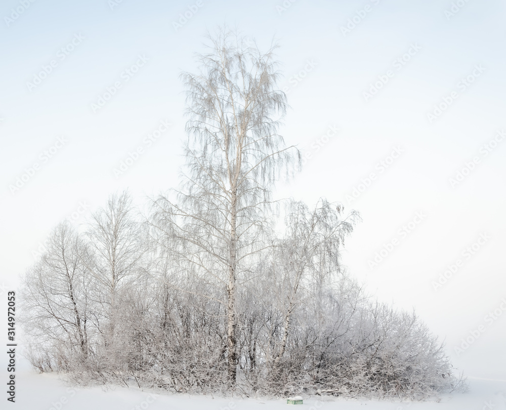 Fototapeta premium Trees in snow frost. Bushes in the cold with snow. A birch tree with ice crystals on the branches.