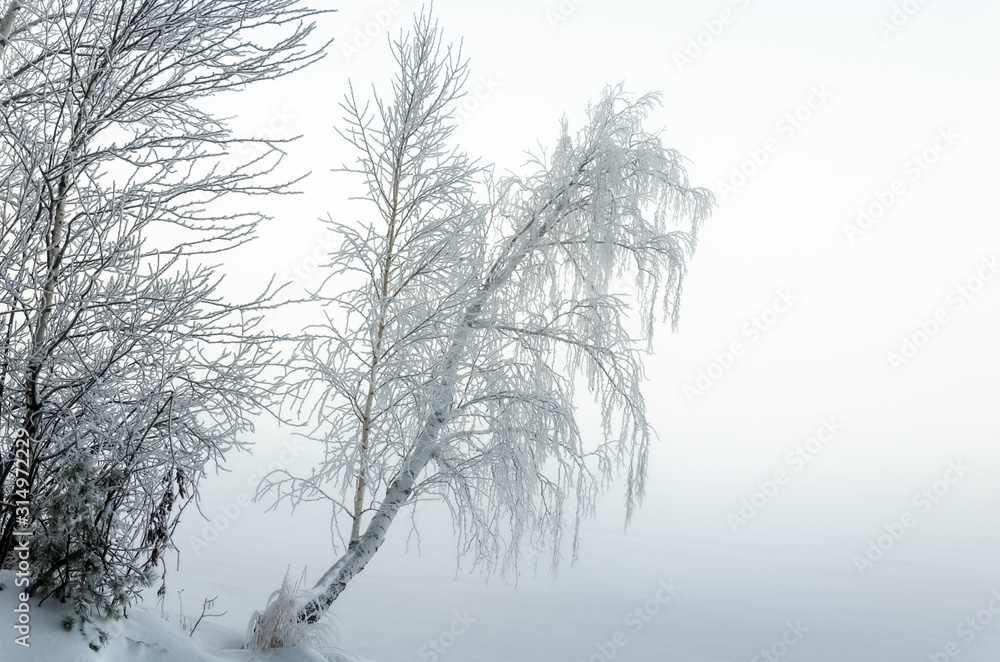 Trees in snow frost. Bushes in the cold with snow. A birch tree with ice crystals on the branches. Trees in snow frost. Bushes in the cold with snow. A birch tree with ice crystals on the branches.