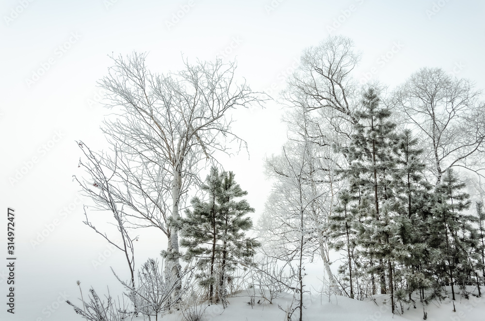 Christmas tree in the snow. Winter forest. Pine branches with snow. Christmas tree in the snow. Winter forest. Pine branches with snow.