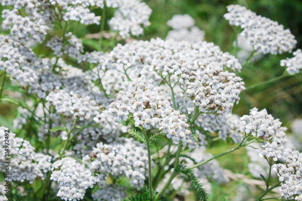 Background with white yarrow flowers. Summer flowers Background with white yarrow flowers. Summer flowers