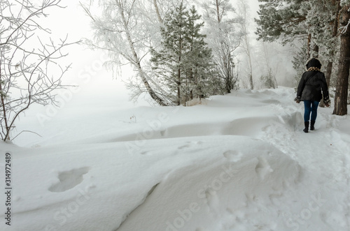 Christmas tree in the snow. Winter forest. Pine branches with snow.