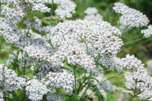 Background with white yarrow flowers. Summer flowers