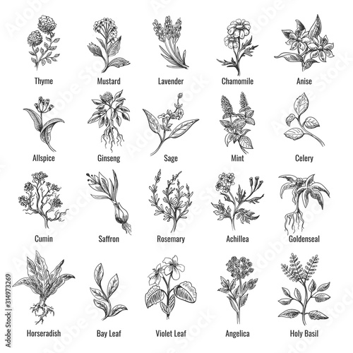 Vintage botanical herbs sketch photo