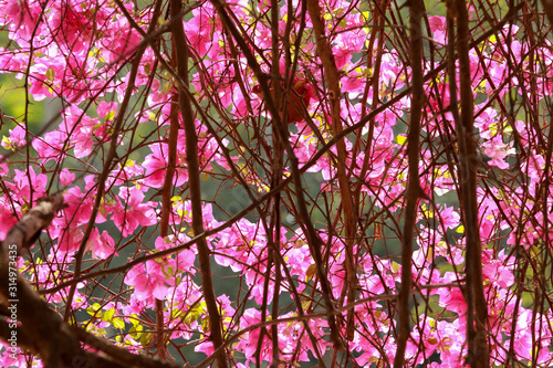 Wallpaper Mural Bougainvillea flowers pink paper flower in colorful color. Torontodigital.ca