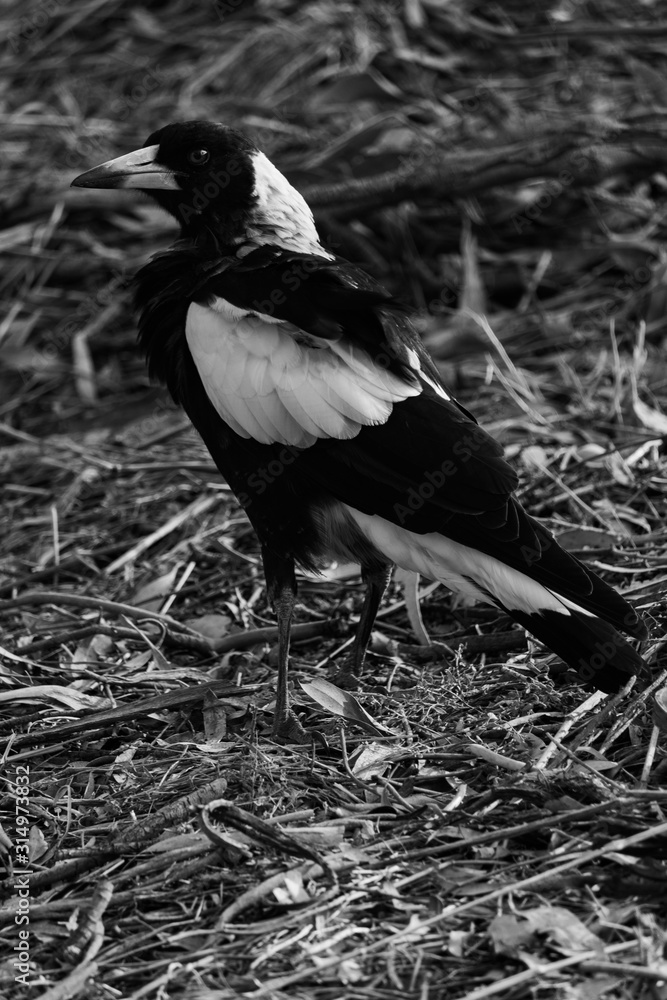 Obraz premium Magpie on ground