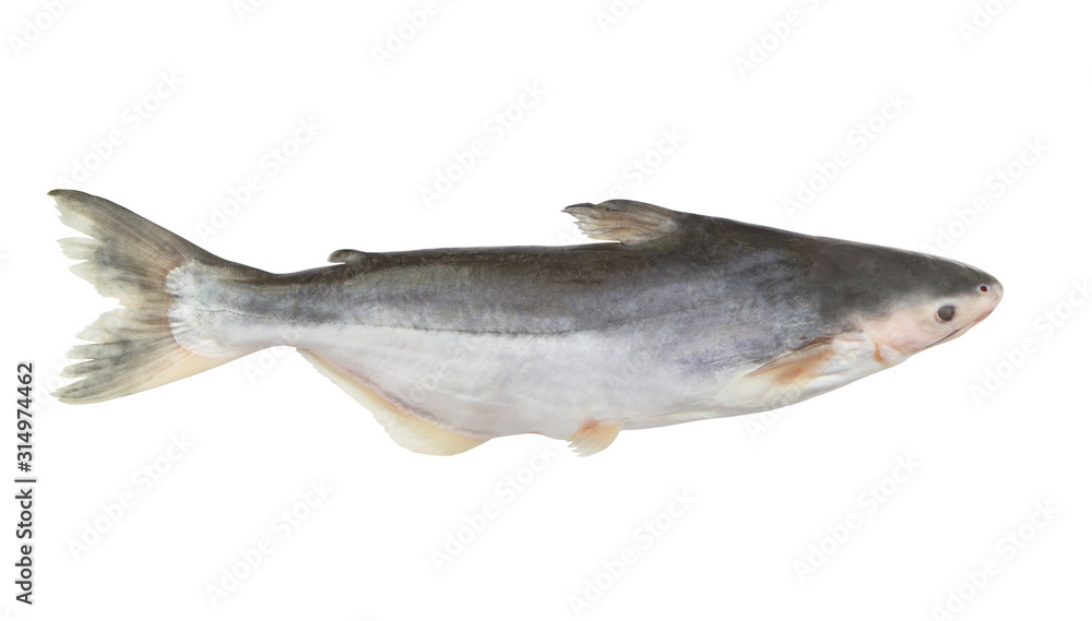 Fresh pangasius fish isolated on white Fresh pangasius fish isolated on white