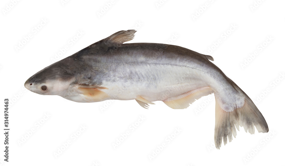Pangasius fish isolated on white background Pangasius fish isolated on white background