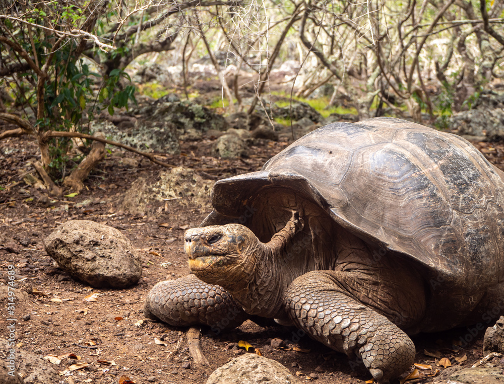 Obraz premium Giant tortoise in Galapagos