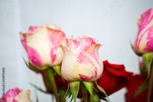 Rose petal detail  romantic floral arrangement made with roses grown in Guatemala  natural and artificial light in vase  home interior.