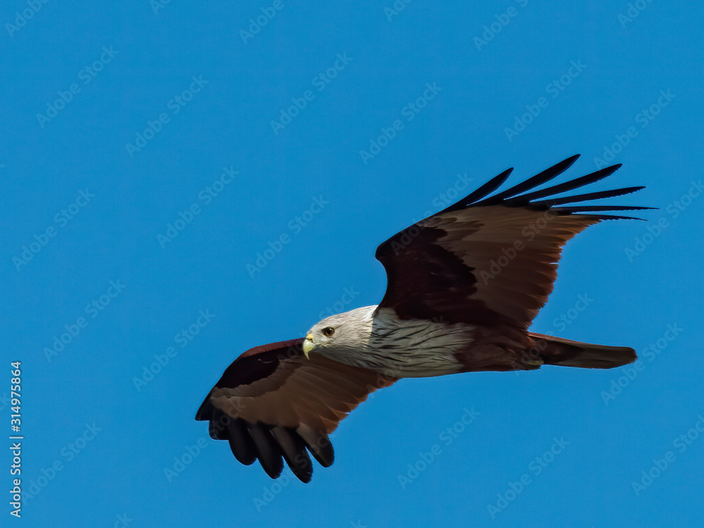 Obraz premium The Brahminy Kite (Haliastur indus) is one of the medium-sized raptors (birds of prey), with a white head and breast whereas the rest of its body is a striking chestnut brown.