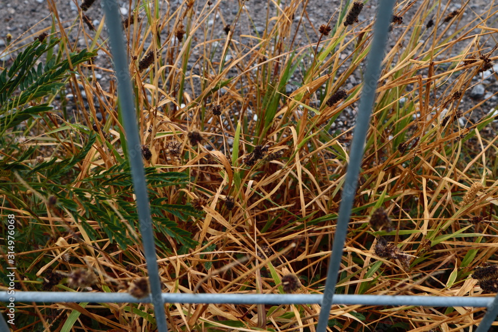 Obraz premium closeup of grass