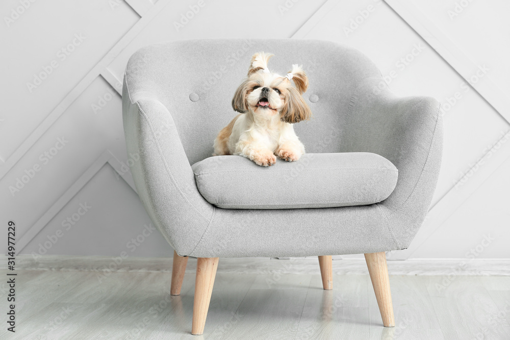 Cute dog lying on armchair - obrazy, fototapety, plakaty 