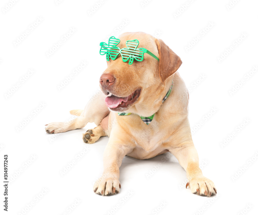Cute dog on white background. St. Patrick's Day celebration Cute dog on white background. St. Patrick's Day celebration