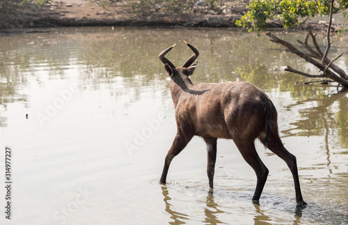 Close up Male Nyala was Walking in a Swamp