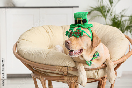 Fotografia Cute dog with green hat at home. St. Patrick's Day celebration