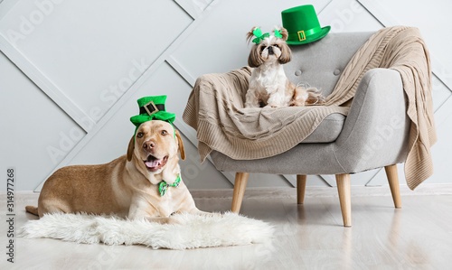 Cute dogs at home. St. Patr...