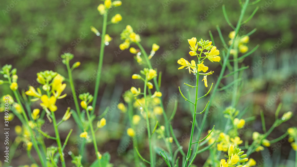Obraz premium Yellow wildflowers in the plantation