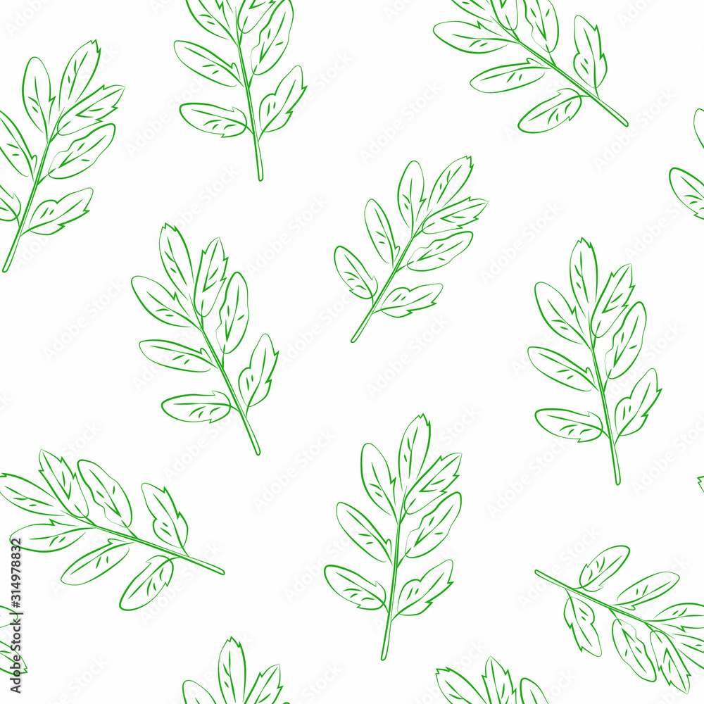 Vector seamless pattern of leaves of a mountain ash on a white background. Green outline