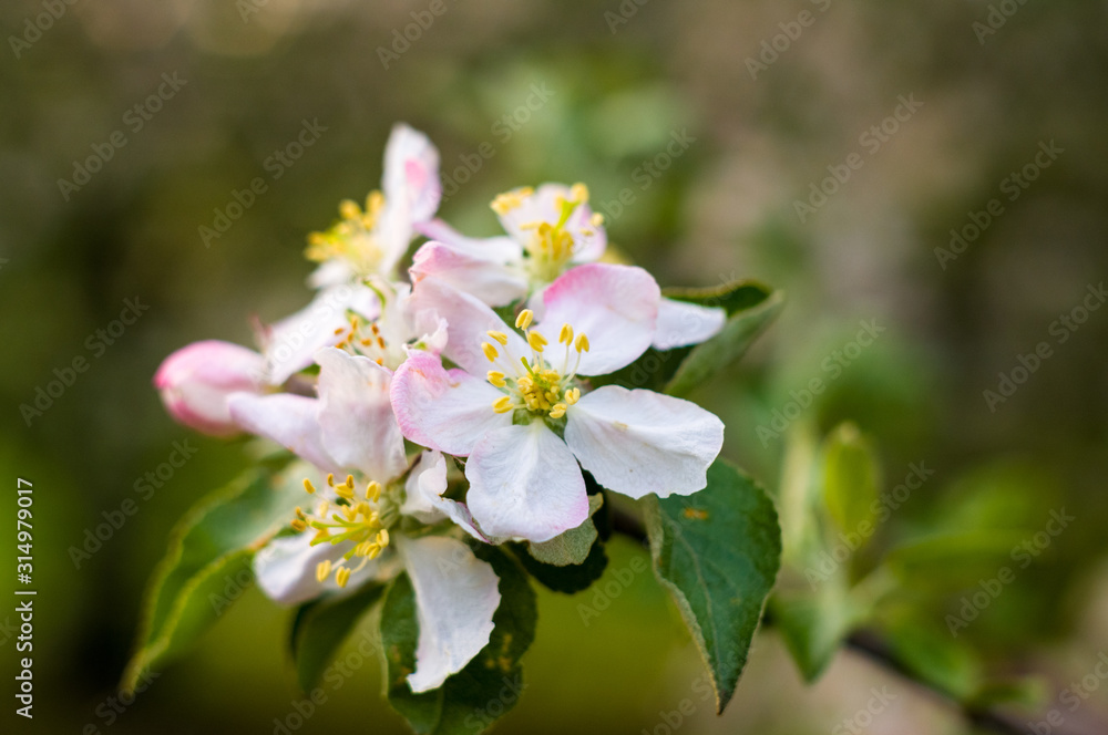 Background of blooming beautiful flowers of apple on a sunny day in early spring close up, soft focus