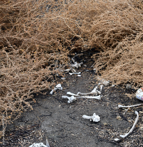 Cattle bones left in bushes