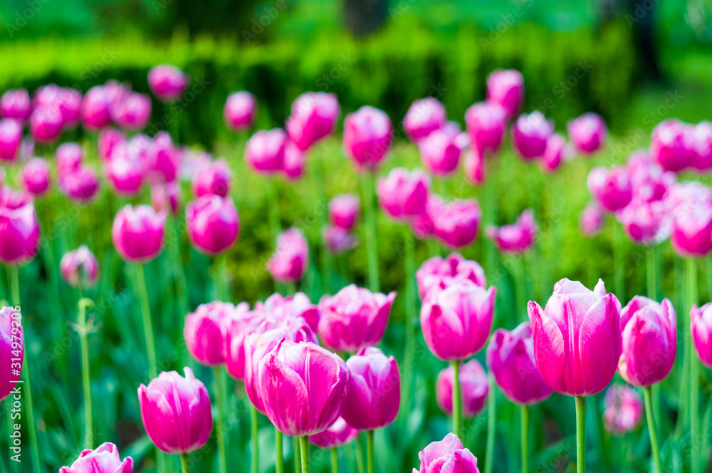 colorful tulips in early spring in the garden