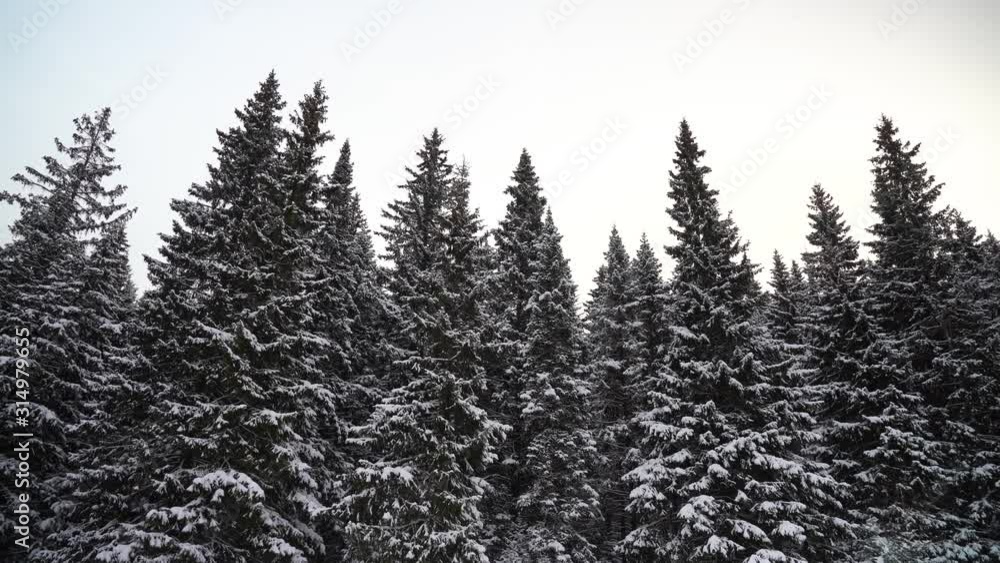 Tall fir trees covered by snow in a frozen landscape. Panorama of winter dark spruce trees Tall fir trees covered by snow in a frozen landscape. Panorama of winter dark spruce trees