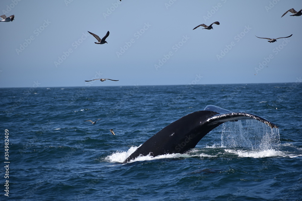 Fototapeta premium Whale's Tail 