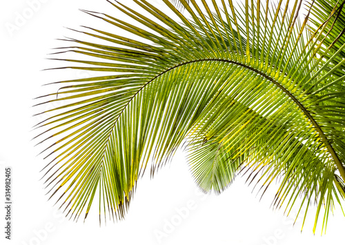 palm tree on white background of sky