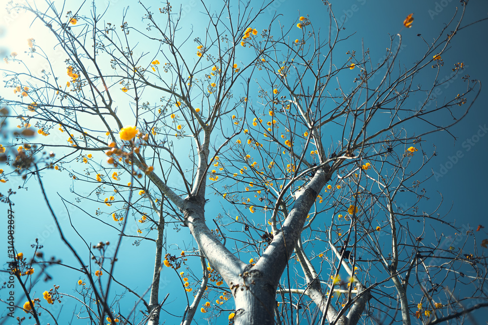 Spring - yellow flowers with bright skies Spring - yellow flowers with bright skies