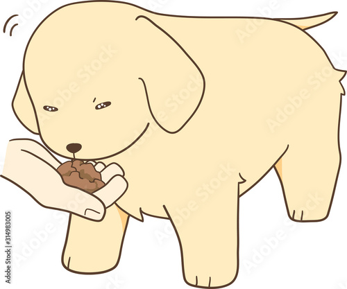 ゴールデンレトリバーの子犬（手から餌を食べる）