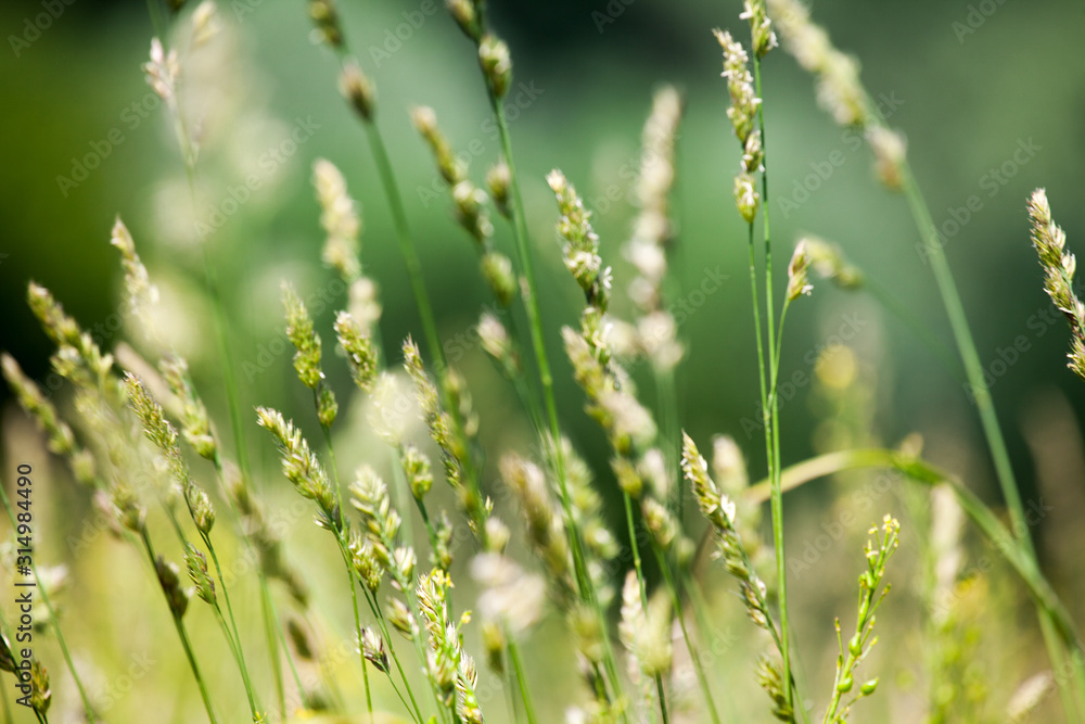 Fresh wild green grass field on blurred bokeh background closeup, ears on meadow soft focus macro, beautiful sunny summer day lawn, spring season nature landscape, natural delicate green grass texture