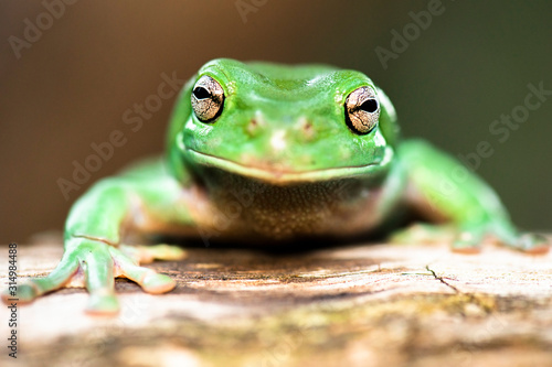The Australian green tree frog, also known as simply green tree frog in Australia, White's tree frog, or dumpy tree frog, is a species of tree frog native to Australia and New Guinea. photo