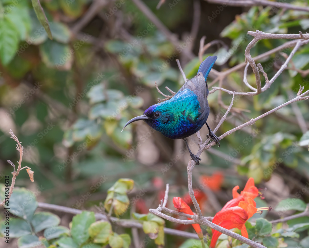 Fototapeta premium The Palestine sunbird (Cinnyris osea), male, feeding on flowers at the park, Beer Sheva, Israel