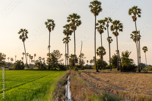 Rice fields with palm sugar palm trees and sun light at Pathum Thani  Thailand