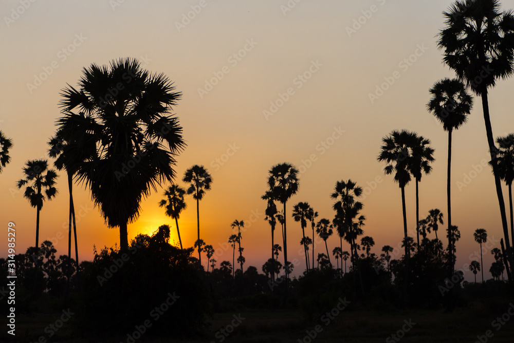 Obraz premium Rice fields with palm sugar palm trees and sun light at Pathum Thani, Thailand