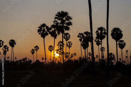 Rice fields with palm sugar palm trees and sun light at Pathum Thani  Thailand