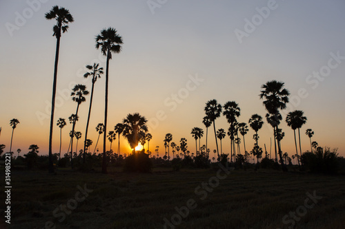 Rice fields with palm sugar palm trees and sun light at Pathum Thani, Thailand