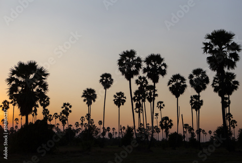 Rice fields with palm sugar palm trees and sun light at Pathum Thani, Thailand