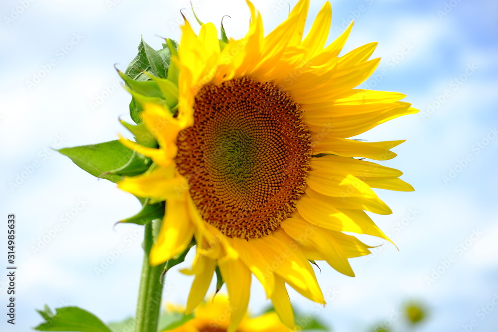 Sunflower field, summer landscape. Sunflower oil, agricultural Sunflower field, summer landscape. Sunflower oil, agricultural