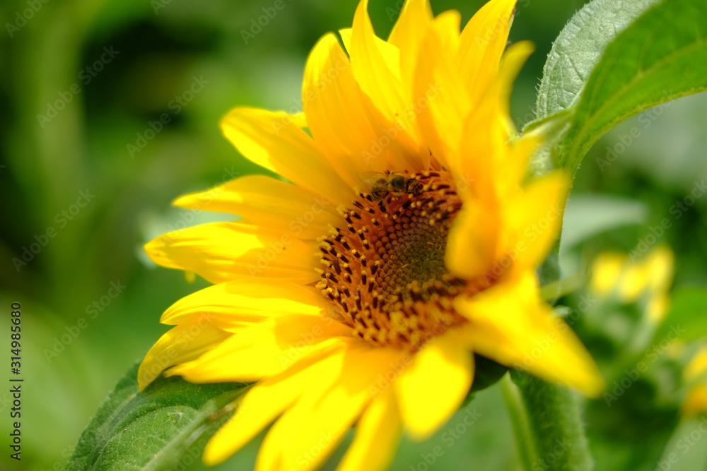 Sunflower field, summer landscape. Sunflower oil, agricultural Sunflower field, summer landscape. Sunflower oil, agricultural