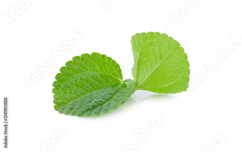 Fresh mint leaves on a white background