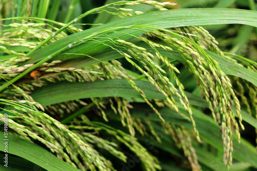 Close up fresh young Ripe rice with green leaves background